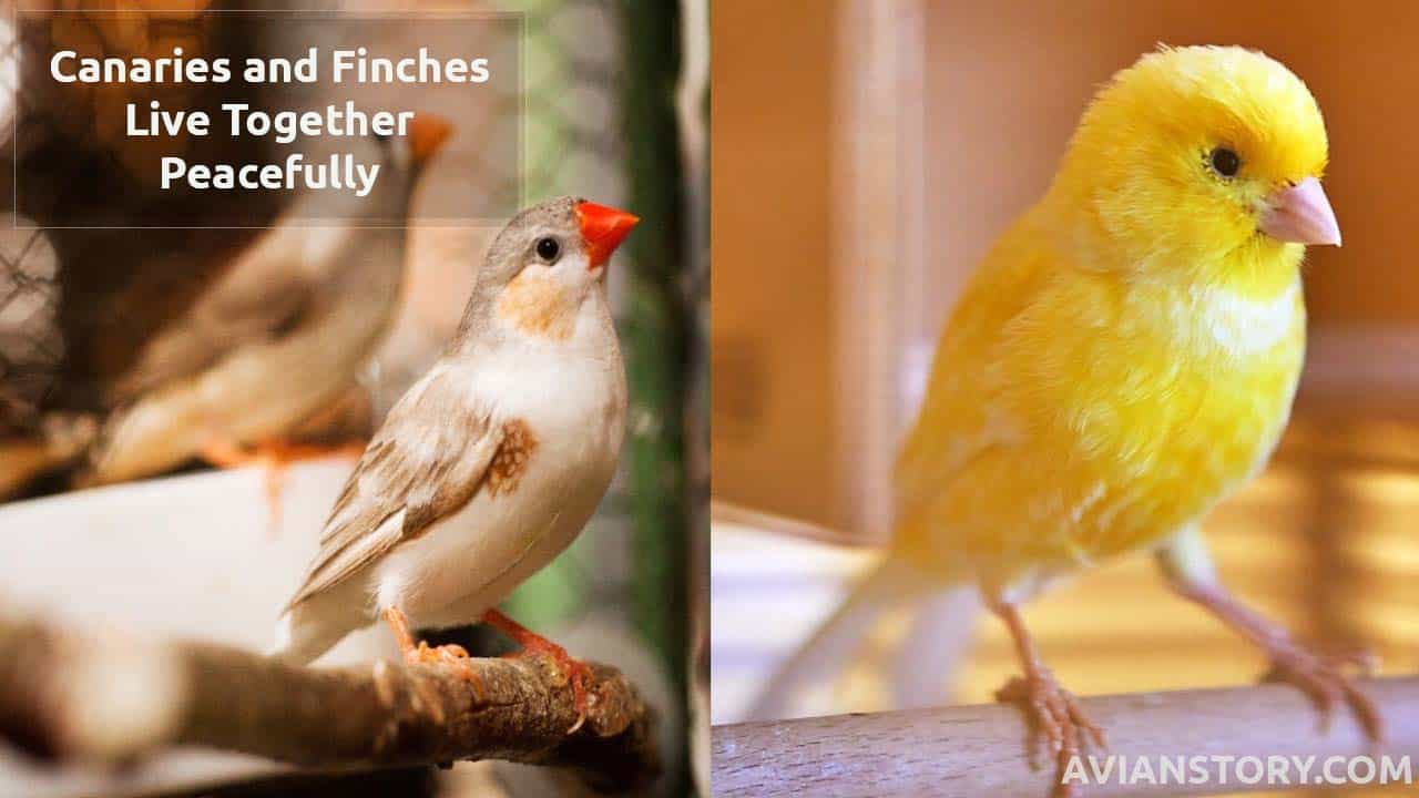 Can Canaries And Finches Live Together Peacefully?