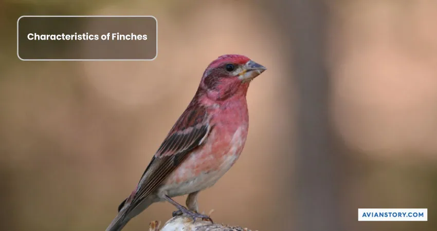 Can Lovebirds and Finches Live Together? [In the Same Cage!] 2