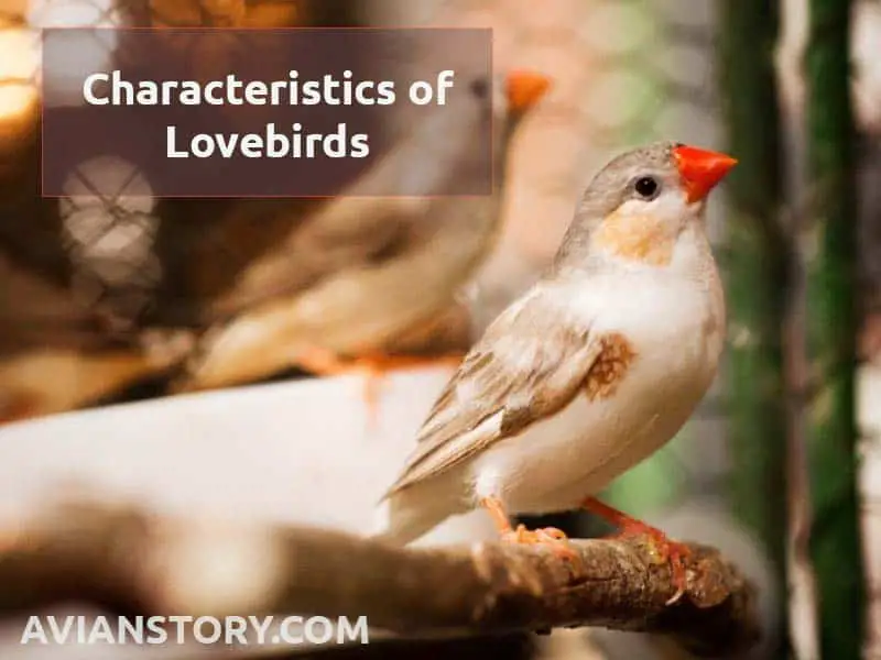 Characteristics of Finches