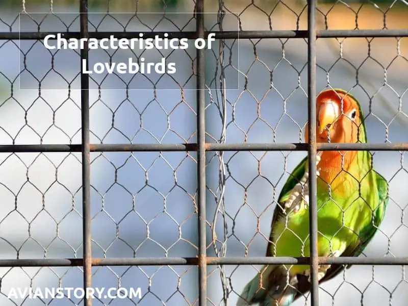 Characteristics of Lovebirds