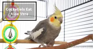 Can Cockatiels Eat Aloe Vera? What Are The Benefits?