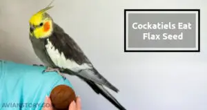 Can Cockatiels Eat Flax Seed? Know Everything You Need!
