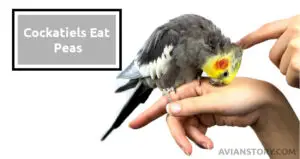 Can Cockatiels Eat Peas? All There’s To Know