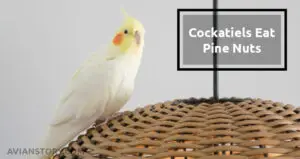 Can Cockatiels Eat Pine Nuts – Here Is The Thing You