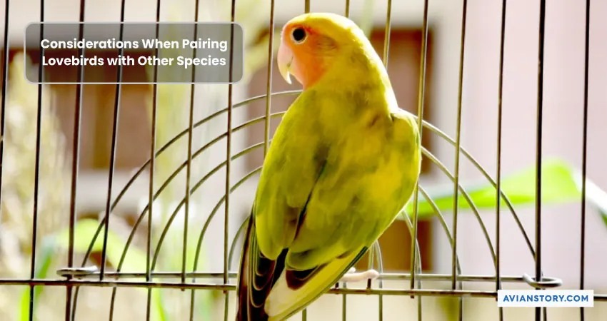 Can Lovebirds and Finches Live Together? [In the Same Cage!] 5