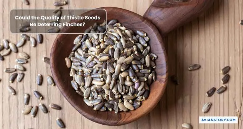 Finches Not Eating Thistle Seeds: An Insight 2