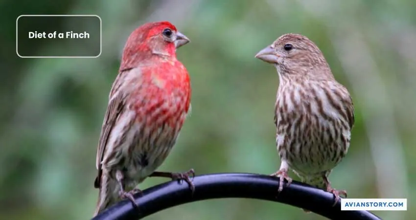 Can Finches Eat Dandelions? [Is it Safe or Not?] 1