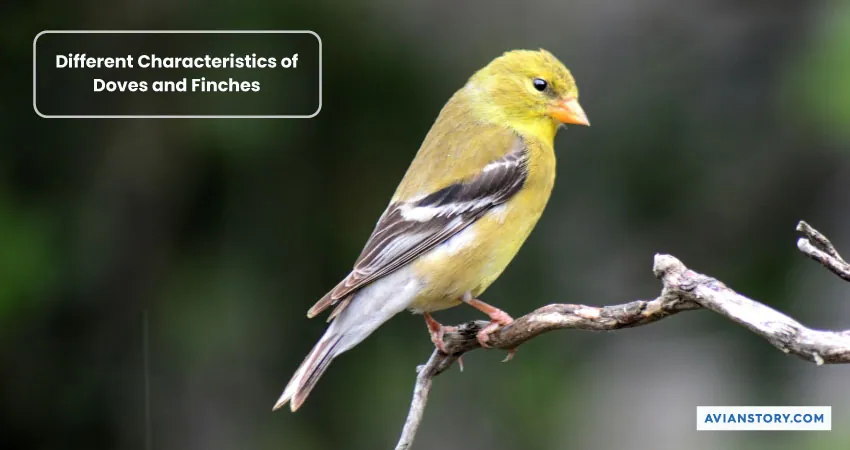 Can Doves and Finches Live Together? In the Same Cage! 1