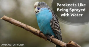 Do Parakeets Like Being Sprayed with Water?