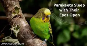 Do Parakeets Sleep with Their Eyes Open?