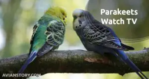 Do Parakeets Watch TV?