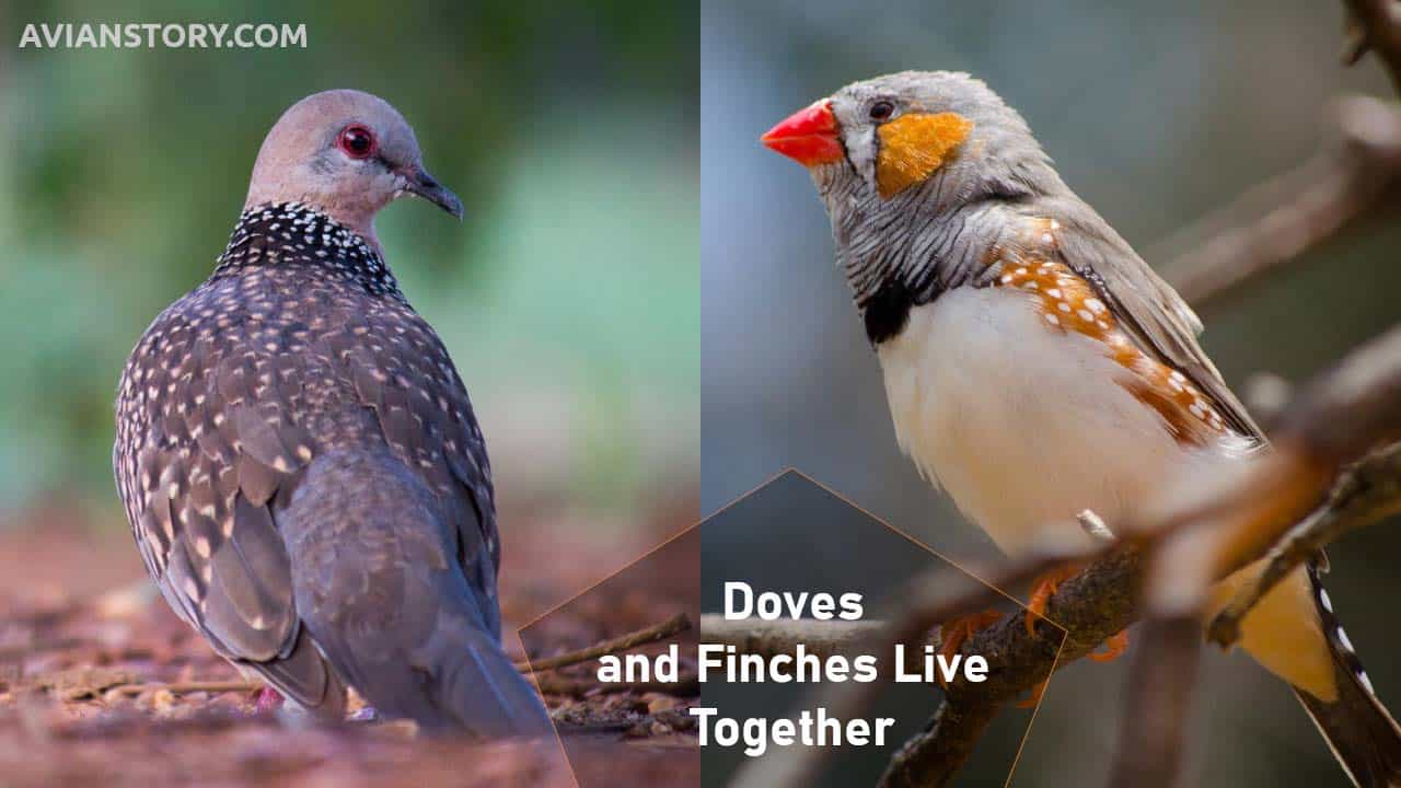 Can Doves And Finches Live Together? In The Same Cage!