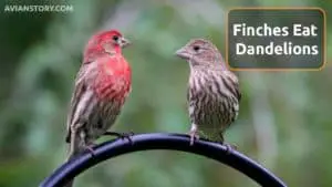 Can Finches Eat Dandelions? [Is it Safe or Not?]
