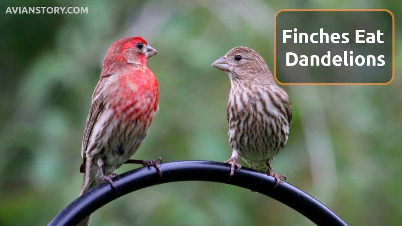 Can Finches Eat Dandelions? [Is It Safe Or Not?]