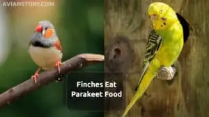 Can Finches Eat Parakeet Food? – Benefits & Precautions