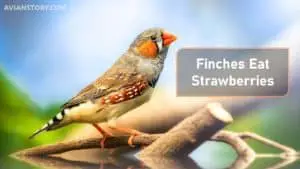 Can Finches Eat Strawberries? [Any Health Benefit Of It?]