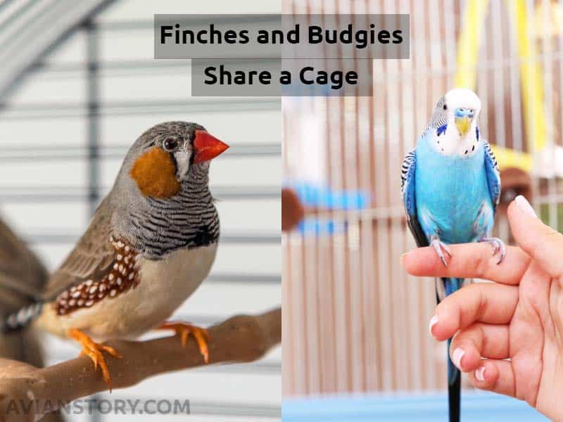 Can Budgies and Finches Live Together? 3