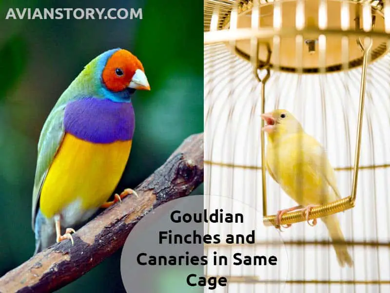 Gouldian Finches and Canaries in the Same Cage