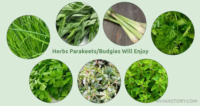 Herbs Parakeets/Budgies Will Enjoy
