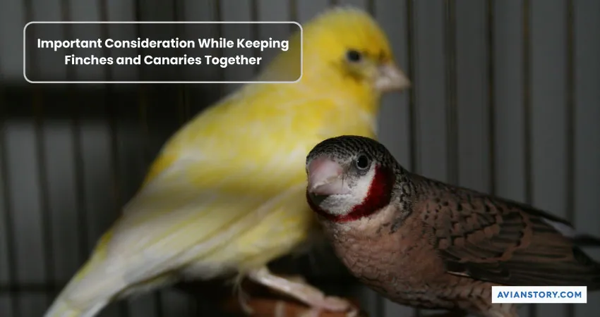 Can Canaries and Finches Live Together Peacefully? 2