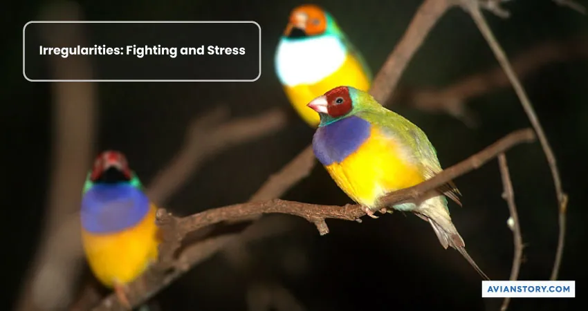 Can Budgies and Finches Live Together? 4