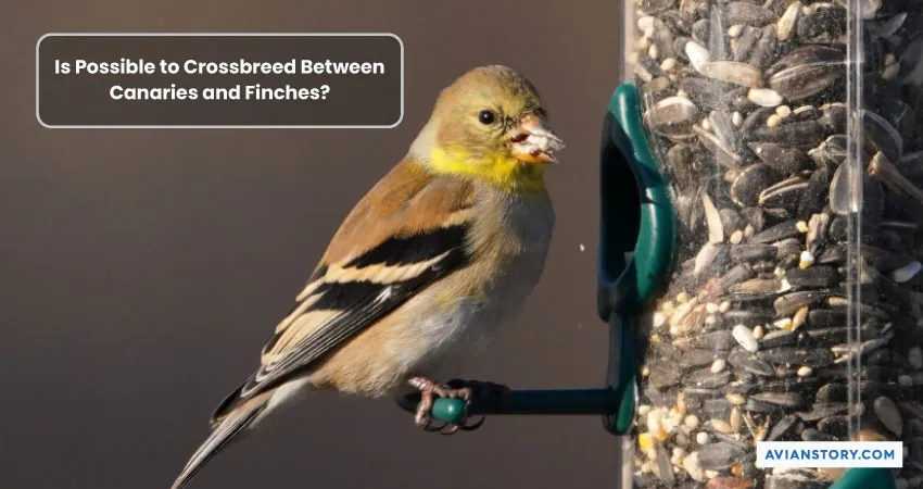 Can Canaries and Finches Live Together Peacefully? 6
