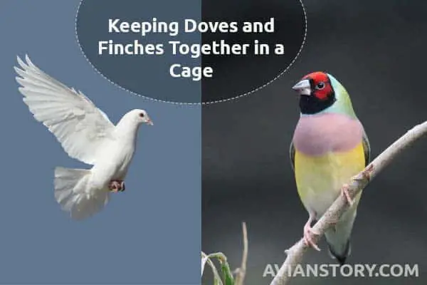 Keeping Doves and Finches Together in a Cage
