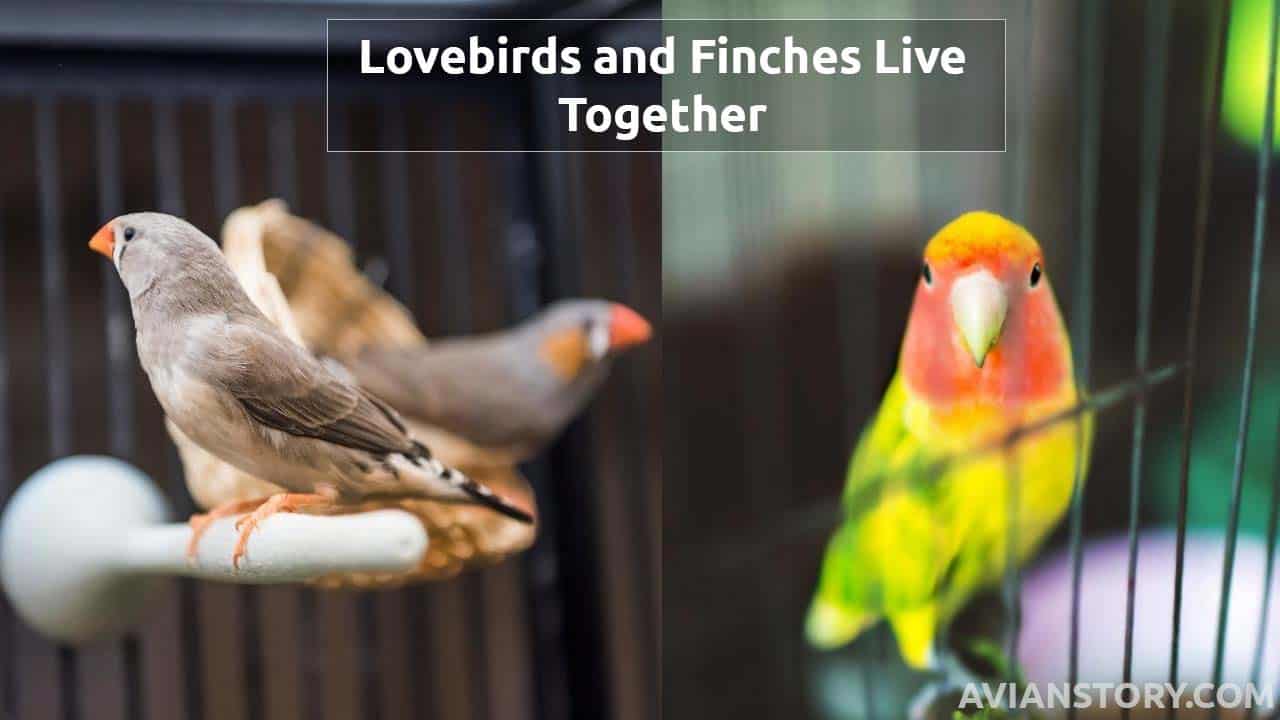 Can Lovebirds And Finches Live Together? [In The Same Cage!]