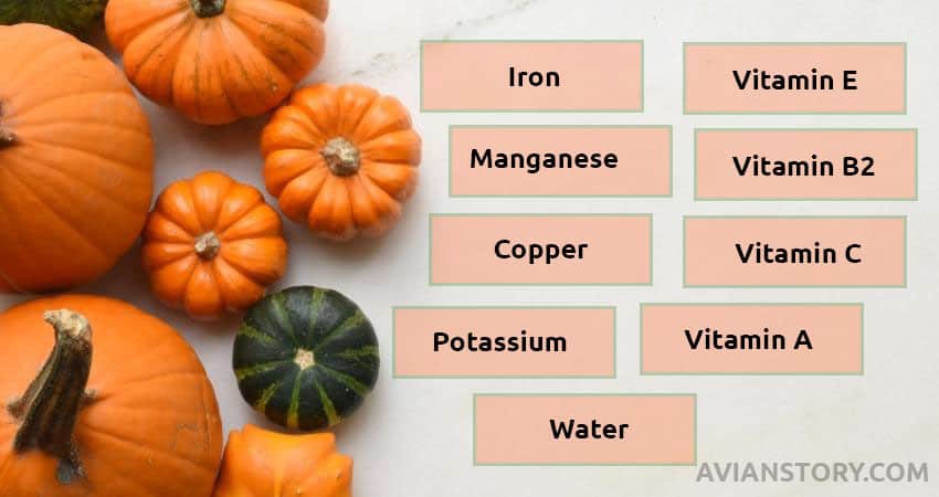 Nutritional Values of Feeding Pumpkin to Parakeets