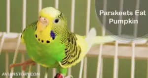 Can Parakeets Eat Pumpkin?