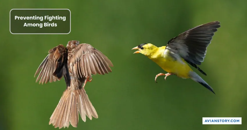 Can Canaries and Finches Live Together Peacefully? 5