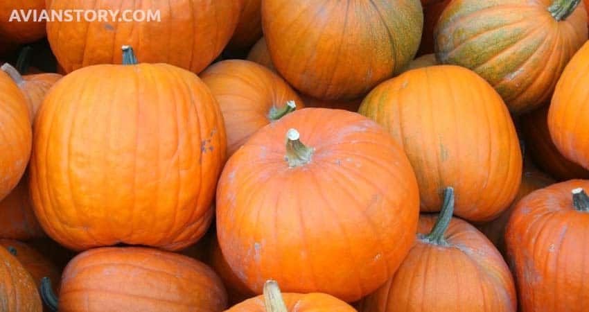 Pumpkin for parakeet