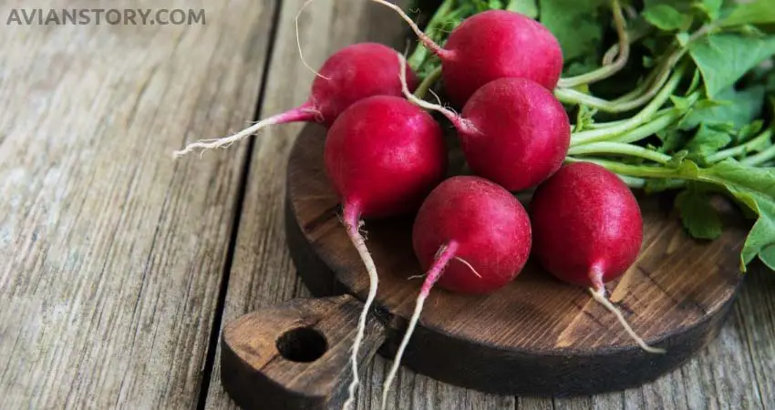 Radishes for parakeets
