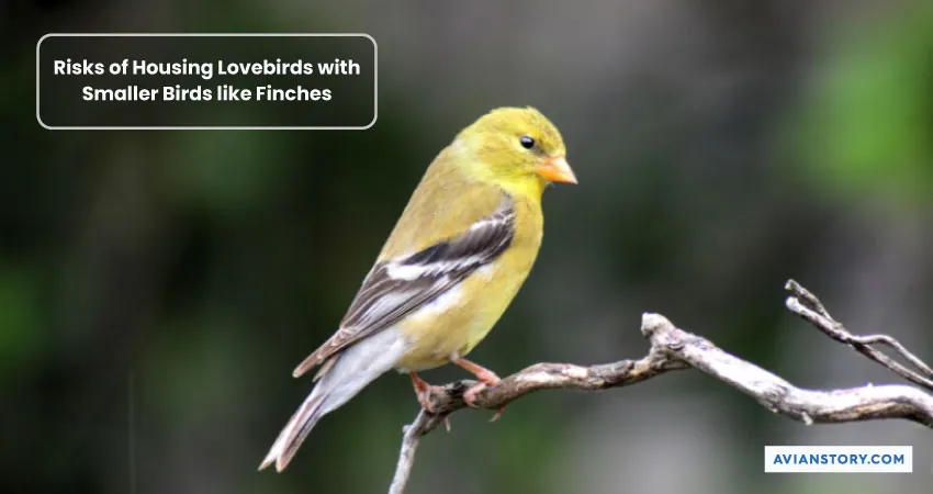 Can Lovebirds and Finches Live Together? [In the Same Cage!] 4