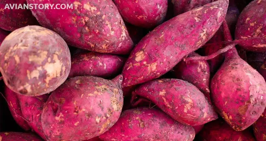 Purple Sweet Potatoes for parakeet