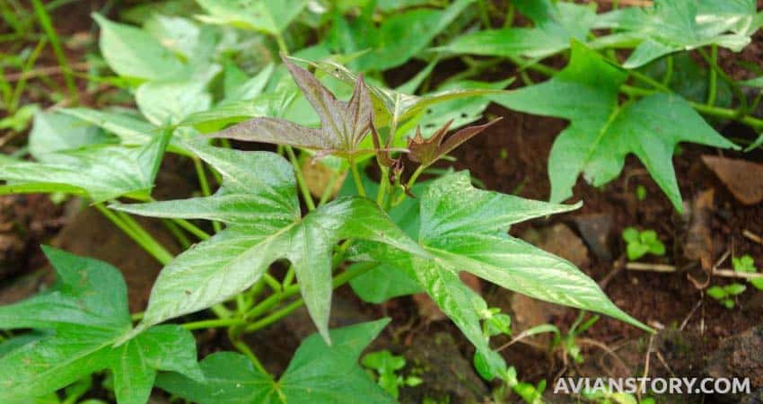 Sweet Potato Leaves for parakeet