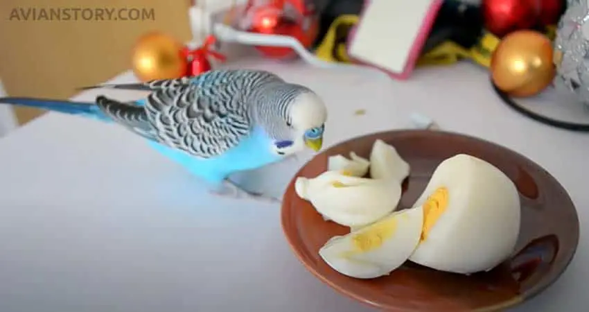 Feed Eggs to Budgies