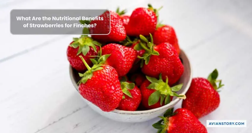 Can Finches Eat Strawberries? [Beneficial or Harmful?] 2