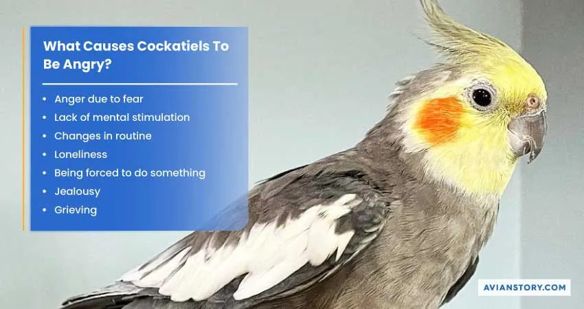 Why is My Cockatiel Angry? - How Can I Calm It Down? 1