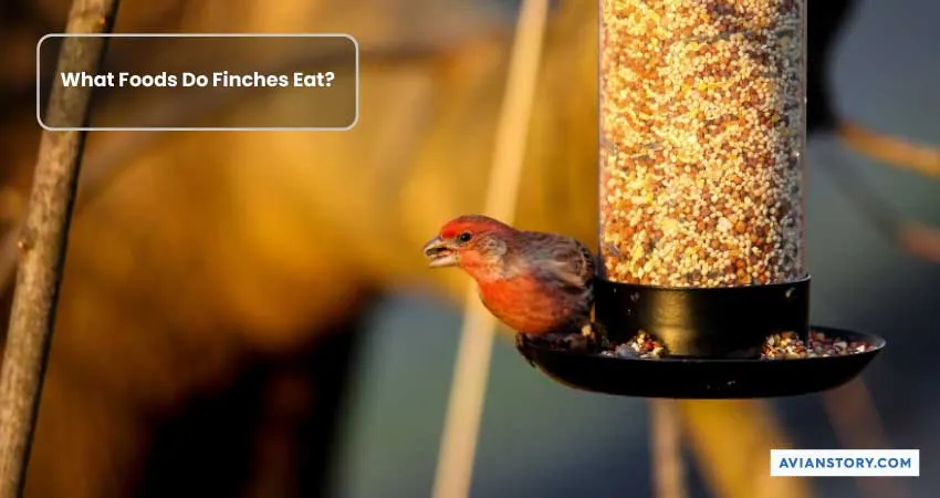 Can Finches Eat Parakeet Food? - Benefits & Precautions 1