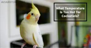 What Temperature Is Too Hot for Cockatiels?