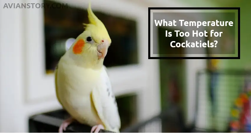 what-temperature-is-too-hot-for-cockatiels