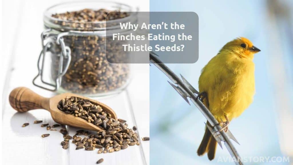 Why Aren’t the Finches Eating the Thistle Seeds