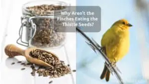 Why Aren’t the Finches Eating the Thistle Seeds? What To Do?