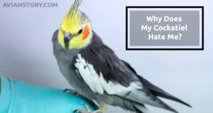 Why Does My Cockatiel Hate Me?- What Should I Do?