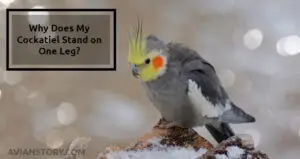 Why Does My Cockatiel Stand on One Leg?- [Solved!]