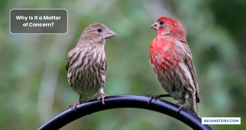 Can Lovebirds and Finches Live Together? [In the Same Cage!] 1