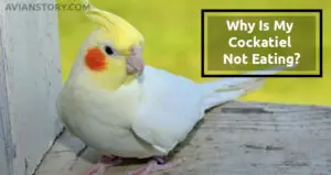Why Is My Cockatiel Not Eating? – 4 Common Reasons