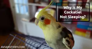 Why is My Cockatiel Not Sleeping? – 5 Possible Reasons