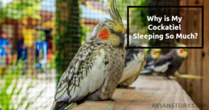 Why is My Cockatiel Sleeping So Much?